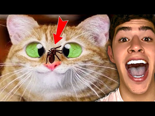 Funniest Videos On The Internet