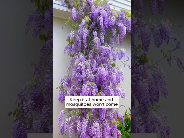 What Do You Know About Wisteria Flowers? #gardeningsecrets