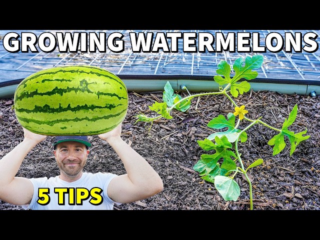 Grow The Most INCREDIBLE WATERMELON PLANTS: 5 Expert Tips!