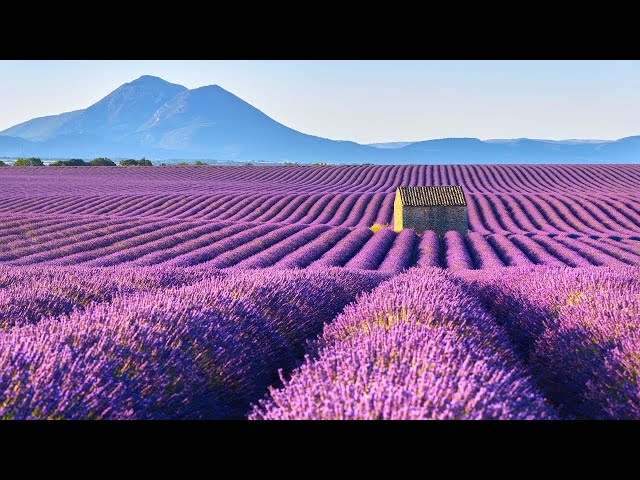 Beautiful Relaxing Music, Peaceful  Soothing  Instrumental Music, Summer in Provence" By Tim Janis