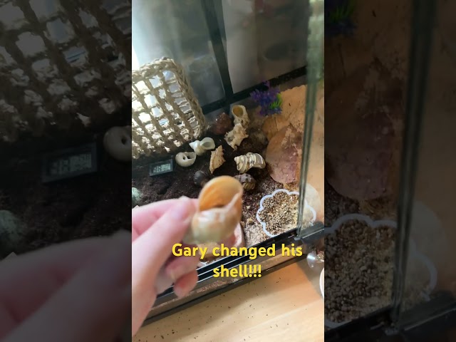 Gary his changed shell!!! #carbs #hermitcrabs #shorts #hermit crab