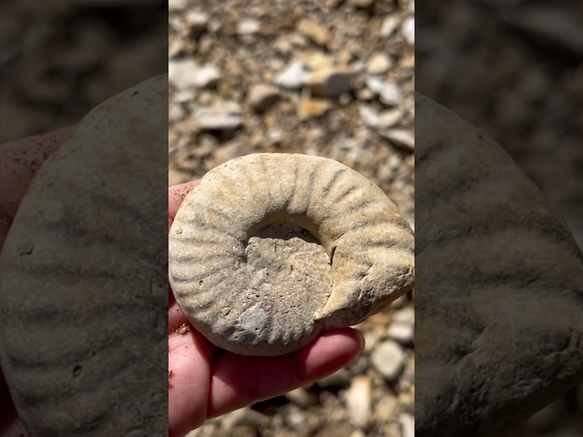 Ammonite Fossil Creek Walking Find - Texas - April 2024 #fossilhunting #fossils