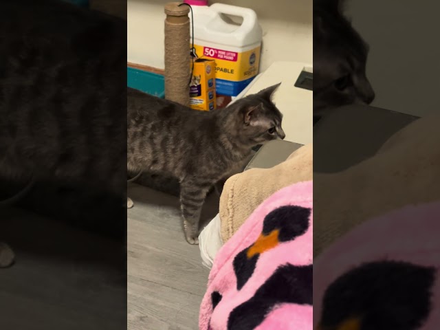 grey cat caught slackin