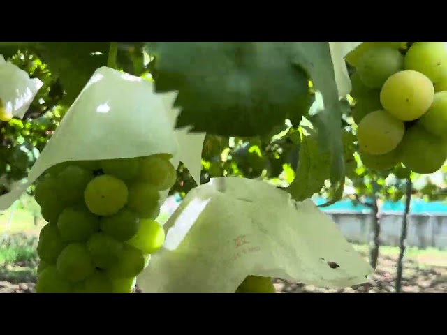 grapes farm & yamanashi latest uppload #trending #fypシ #viralvideo