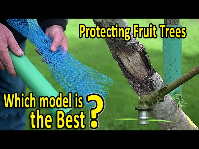 Protecting Fruit Trees | Shelter or Guard, Tube or Mesh | WHICH TREE PROTECTION should I use?