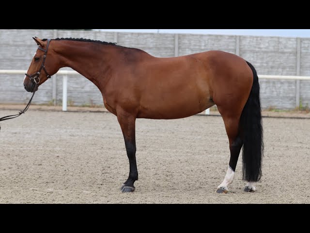 *TOP EASY TEACHER* COLA, 2012, mare, by Colato R @ANSporthorses