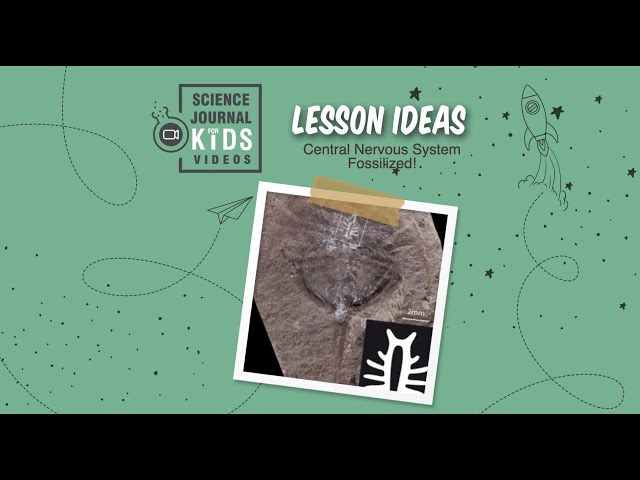 Fossils, Evolution, Paleontology & Neuroscience lesson plans for HS & fun science article to read