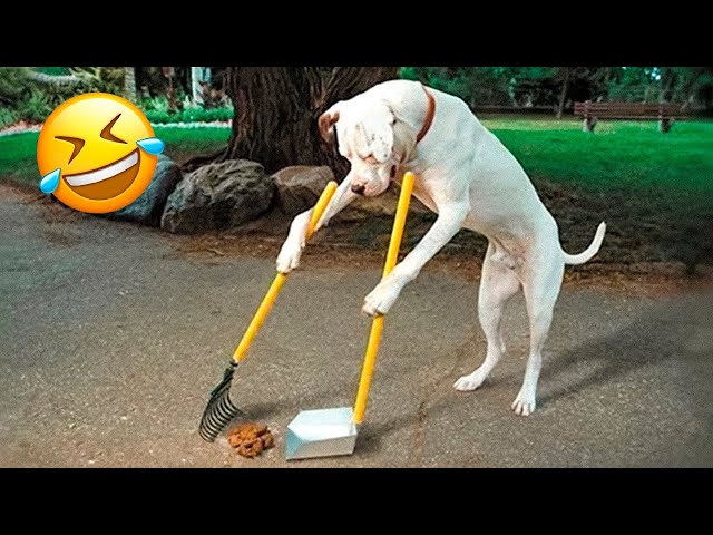 [1 Hour] Funniest Animals 2023 😂 Funny Dog Videos Compilation 🐶 #3