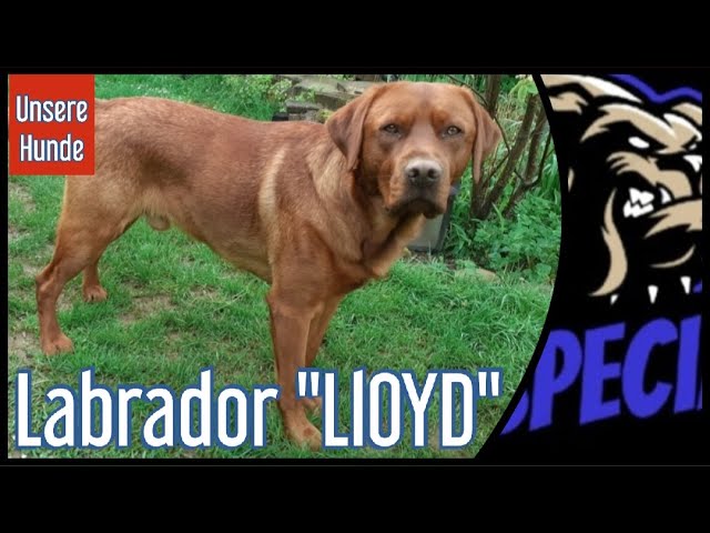 Labrador "LlOYD" - Unsere Hunde