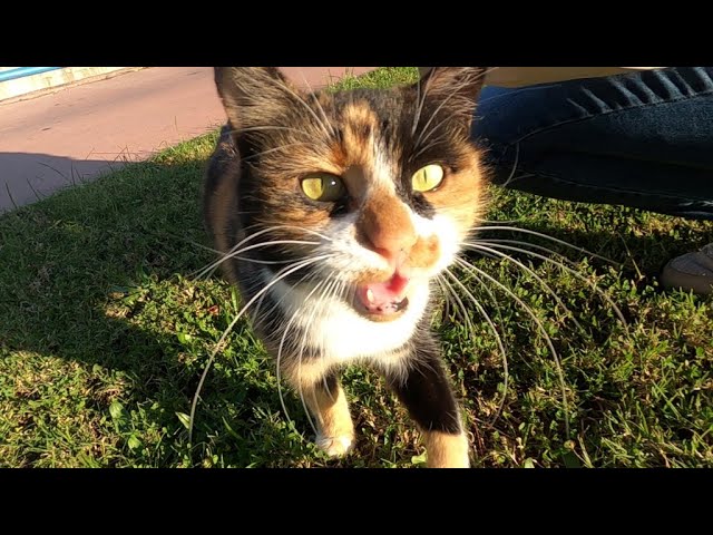 Calico cat meowing so funny, she says wow wow