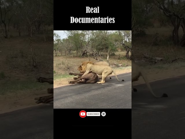 🦁 Lions Attack Buffalo Meters From Tourists 🐃 #shorts