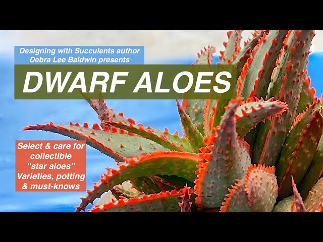 Discover Dwarf Aloes: Varieties, Potting & Care Essentials