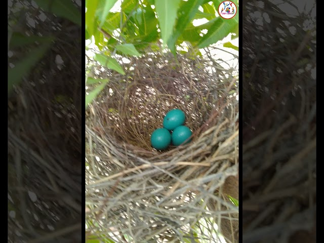 Birds nest 💕🐦🥚 #dspbirds #sparrows #shorts #  #savebirds