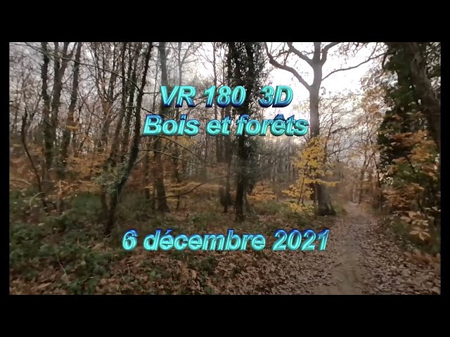 VR 180 3D    NATURE 3D   La forêt au jour le jour   6 decembre 2021
