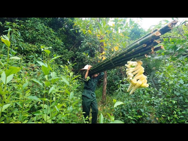 Brothers go to the forest to cut bamboo and fence the garden // Building Life hl