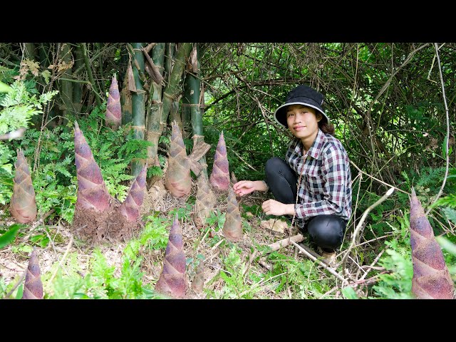 Harvesting wild bamboo shoots - the last meals at the farm - Building Free Life
