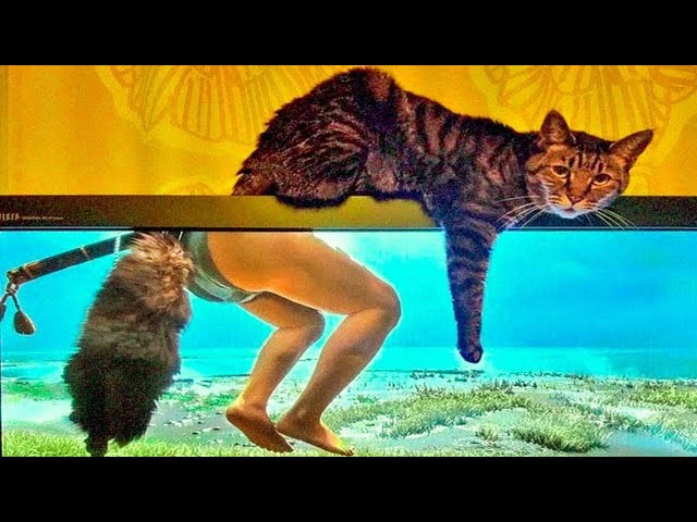 🔥Best Animals Funny Moments 🤣Try Not To Laugh. @awwanimals @funnyanimalsclub7119 #funny #animals