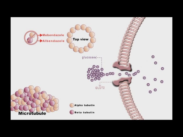 Anthelminthic drugs animation: Mebendazole and Albendazole