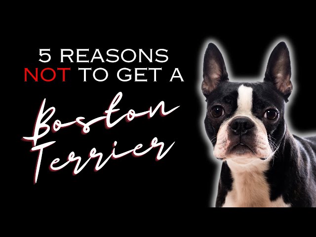5 Reasons NOT to Get a Boston Terrier - Dogs 101