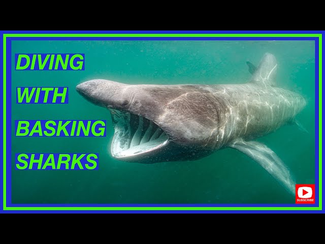 Basking Shark Scotland Research Trip- 2020 | Diving with Basking Sharks