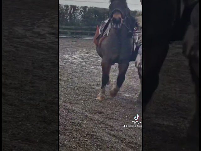 What a fail!! Pony crash!! || tik tok #7 #equestrian #horses #horseriding #horsetiktok #fail