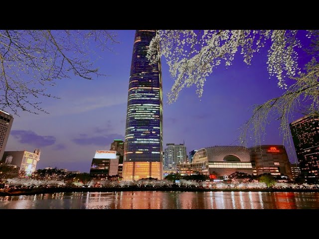 [4K] 🌸벚꽃이 활짝 핀🌸 석촌 호수 밤산책 Korea Seoul Cherry Blossom Night walk at Seokchon Lake walk