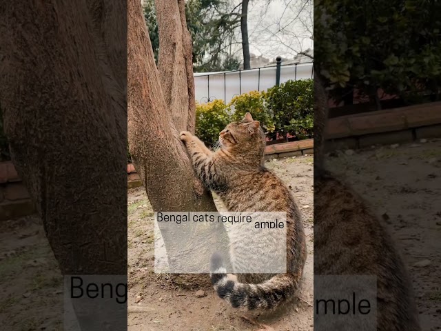 The Bengal Cats #bengalcat #pets #youtubeshorts #youtubeshortsviral