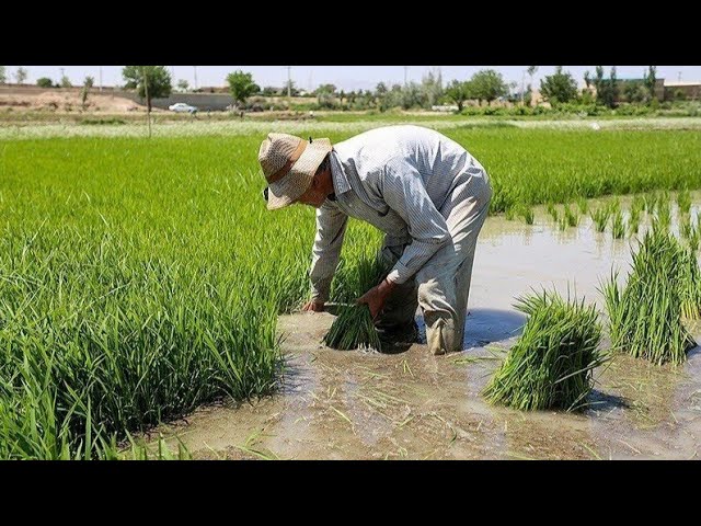 Green gold: the story of the life and rice farming of a nomadic father