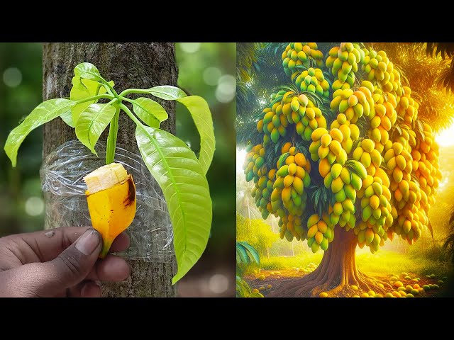 Mango Grafting New Techniques | How To Graft different type mango stem in A Mango Tree