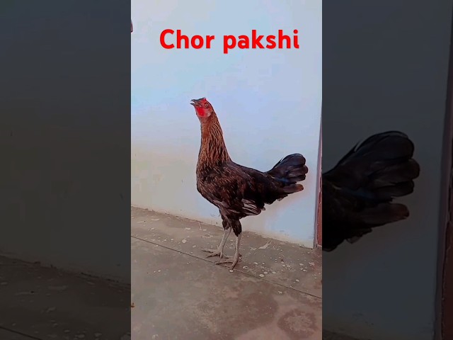 paisa chor pakshi #trending #shortviral # video #😱😱🕊🕊👍👍