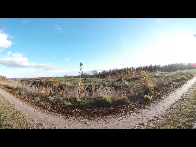 Autumn Forest Part 1 in 4K 360 VR view
