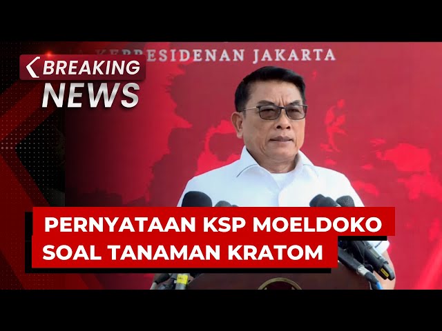 BREAKING NEWS - Pernyataan KSP Moeldoko soal Penggolongan Tanaman Kratom, Masuk Golongan Narkotika?
