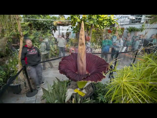 Time Lapse of the Corpse Flower Blooming | CSU College of Agricultural Sciences