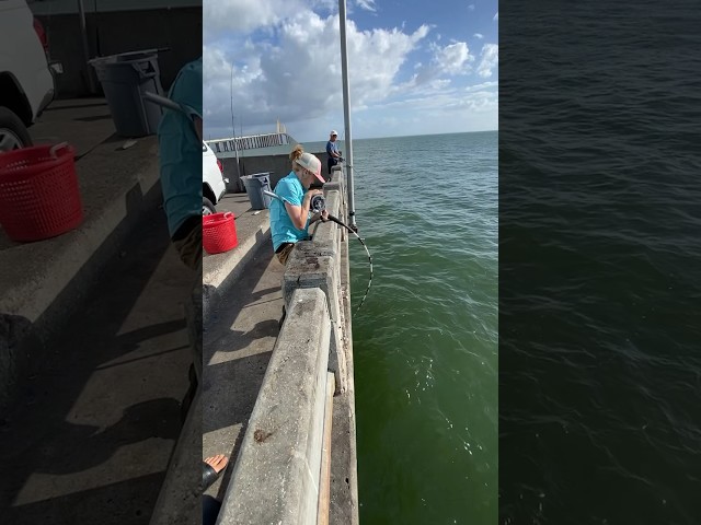 Catching a MONSTER grouper from under the PIER!! 💪 #skyway #fishing #bigfish