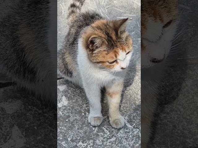 Cute homeless calico cat 🐱🐈 #cats #catlover #catvideos #catshorts