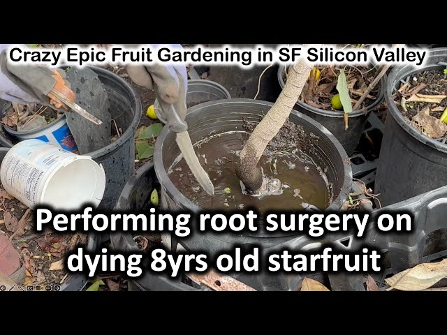Performing root surgery on dying 8yrs old starfruit Feb6,2024