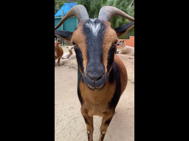 Maa, It's Goats!