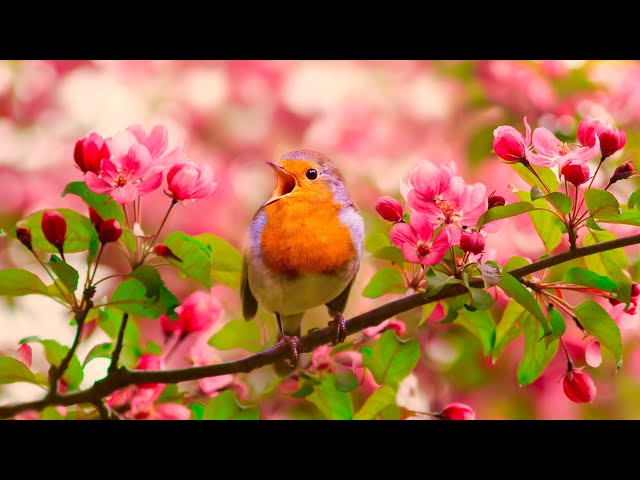 1 Hour Morning Music with Piano and Bird Song [4k] (Relaxing Music)