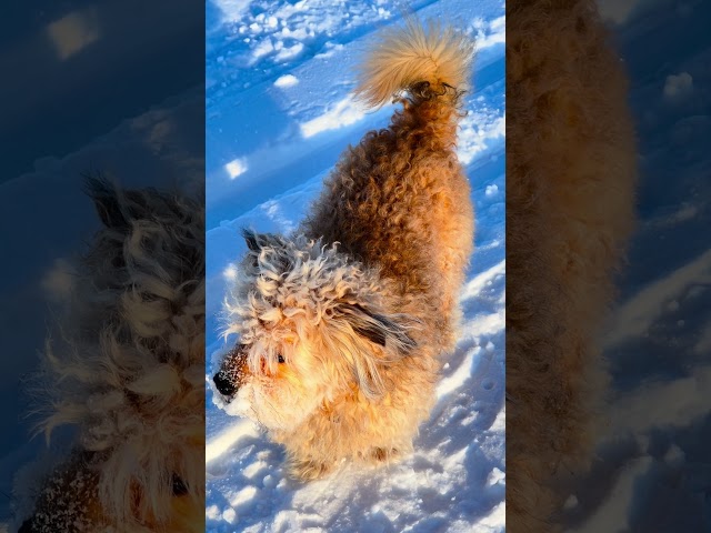 Та самая собака арктики #мончегорск #мурманск #recommended #арктика #short #тасамая  #собака  #пес