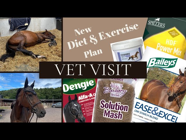 Vet Check | Signs of colic & gastric ulcers??? Update on my OTTB | July 2022
