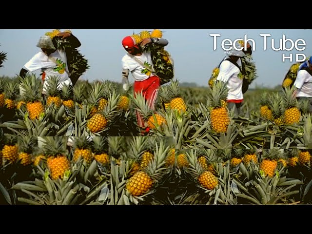 Modern Pineapple Cultivation | Pineapple Farming and Harvest Agriculture Technology