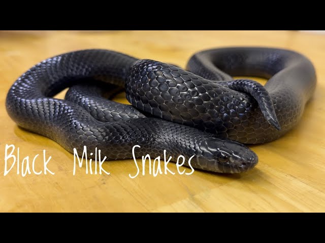 Species Spotlight- Black Milk Snakes