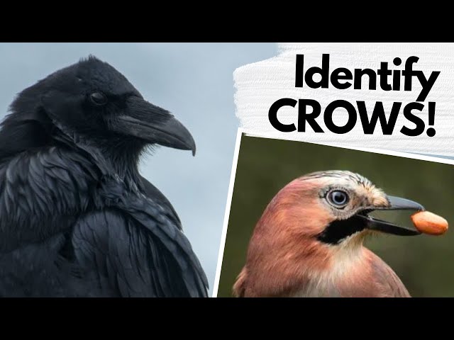 How to ID the CROWS of the UK!