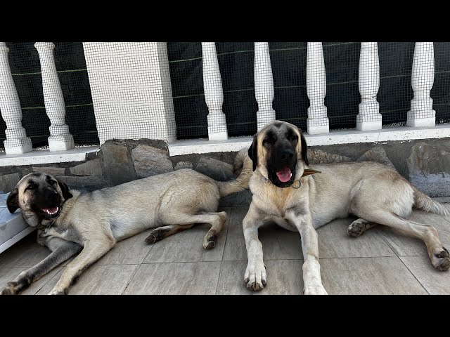 Kangal Welpen elf Monate heute Morgen in Alanya Antalya, Türkei, 14. Juni 2024 | Kangal Dogs