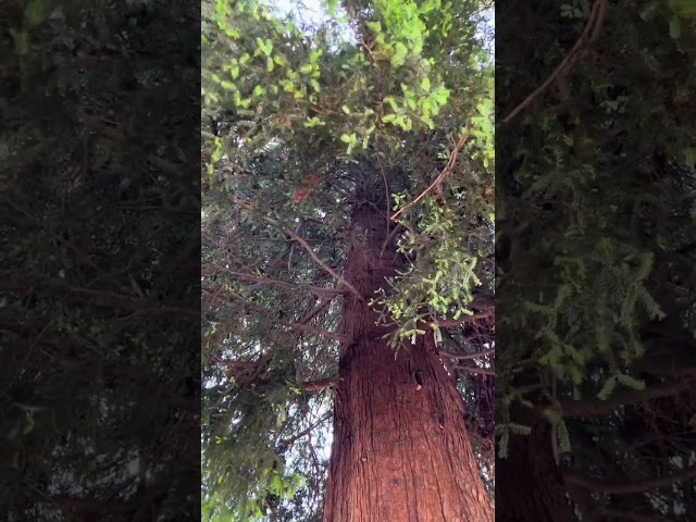redwood @ root park