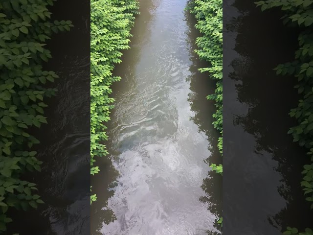 Pure 30 seconds of flowing water with sound of birds in a stream in Burgenland.