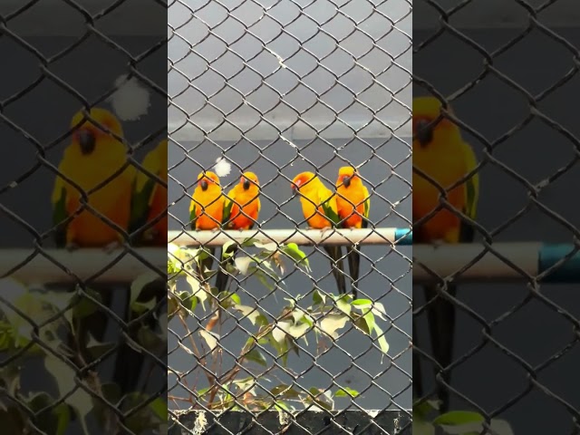 Love Birds in Mysore Zoo #wildlife #safari #birds #nature #lovebirds #shots #youtube #youtubeshorts