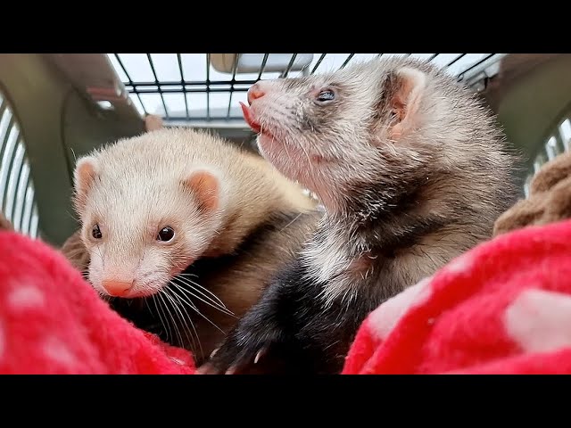 Moving My Ferrets 400 Miles To a New Home! 🤞