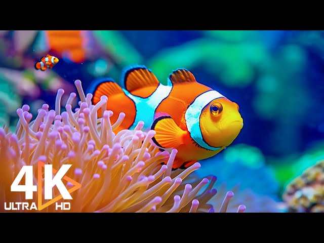 Aquarium 4K VIDEO (ULTRA HD) 🐠 Beautiful Coral Reef Fish - Colorful Marine Life & Peaceful Music #34