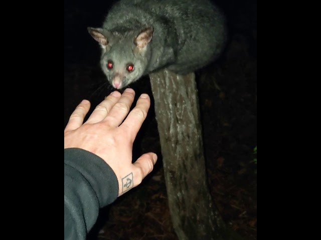 Possum bite